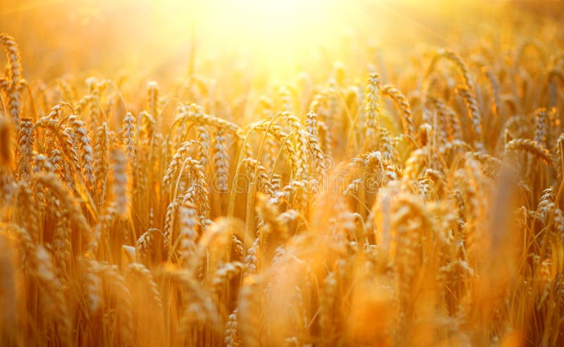 Wheat field. Ears of golden wheat closeup