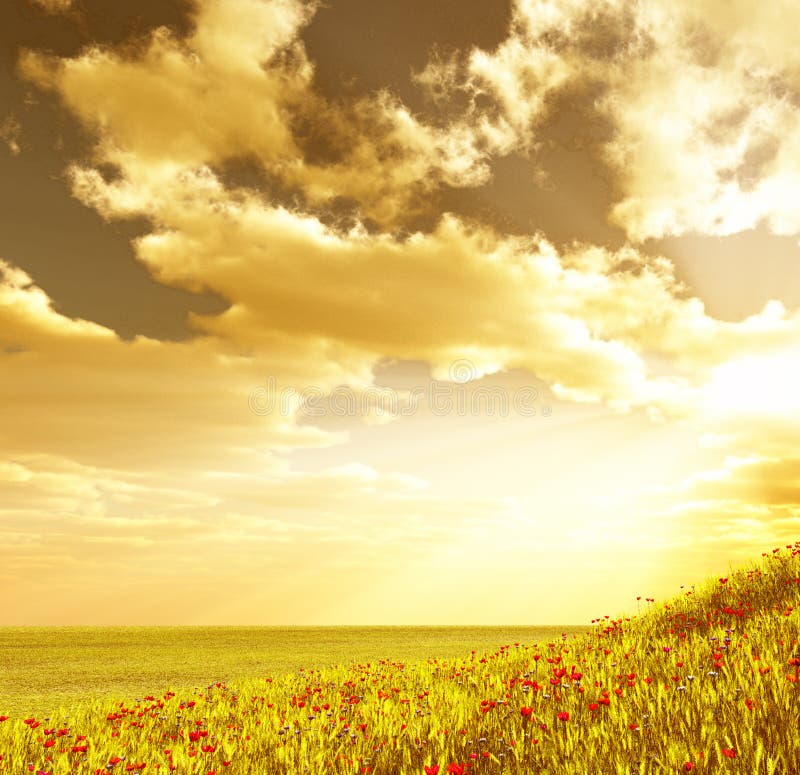 Wheat field with flowers