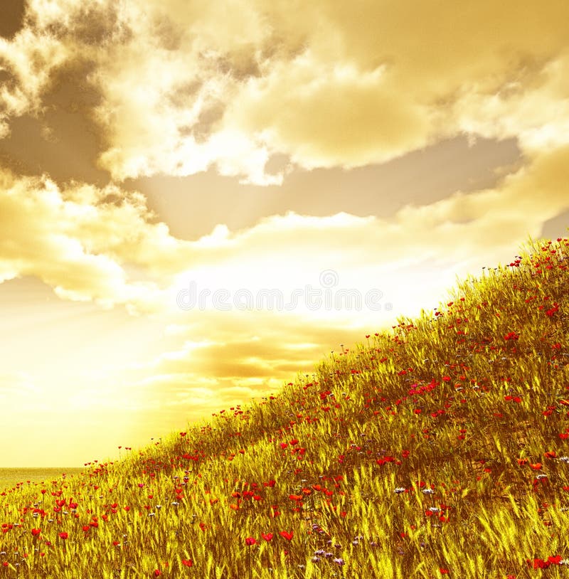 Wheat field with flowers