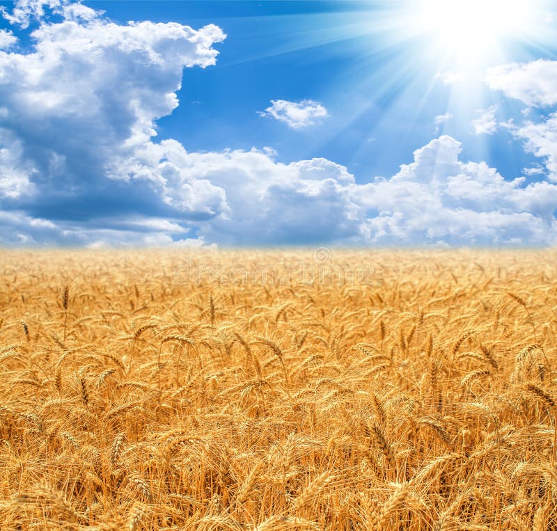 Wheat field