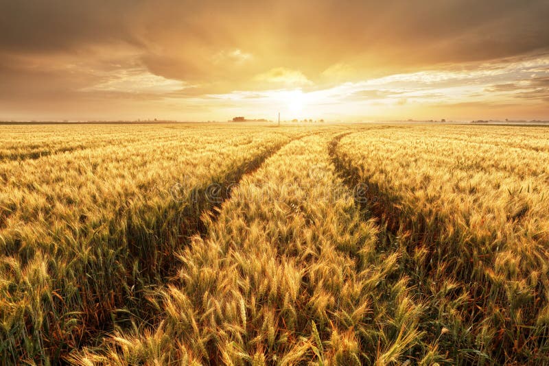 Wheat field with gold sunset landscape, Agriculture industry
