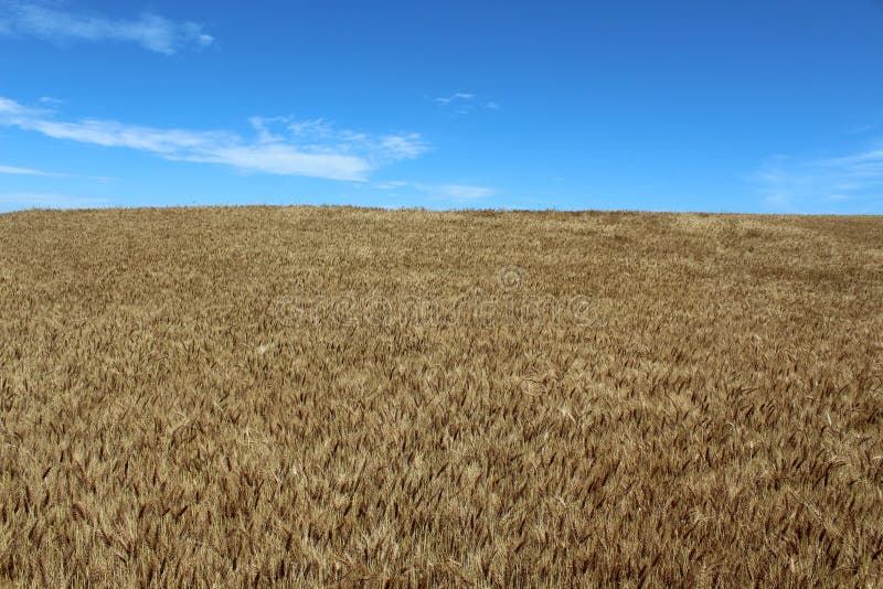 Wheat Field Stock Photo Image Of Standing Field Grain 76541928