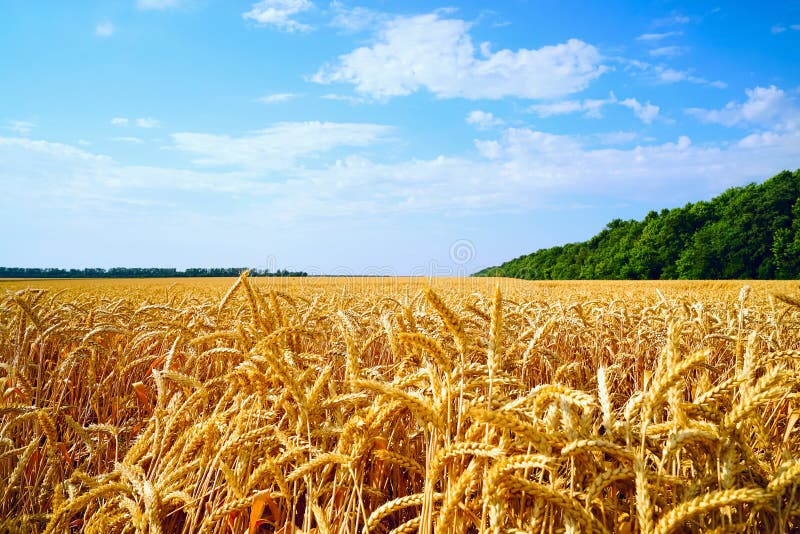 Wheat field with Golden ears against the blue sky