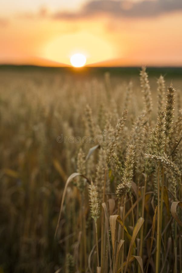 Wheat Field. Golden Ears Of Wheat On The Field. Background Of Ripening Ears Of Meadow Wheat Field. Rich Harvest