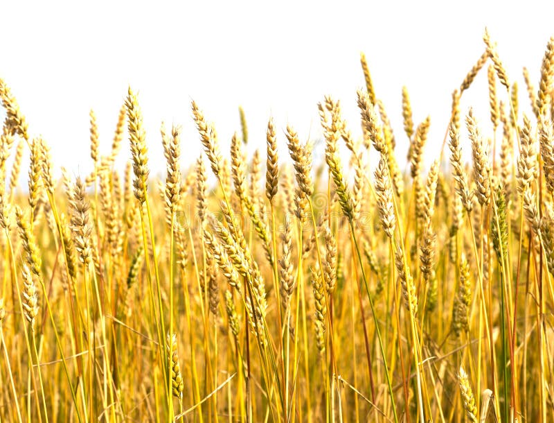 Wheat field