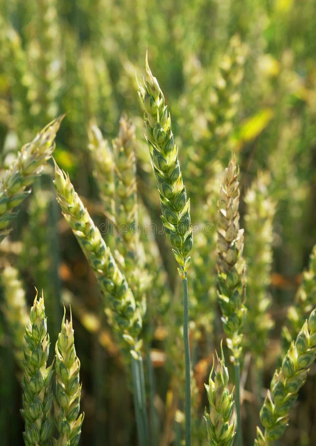 Vertical wheat field. stock image. Image of field, nature - 14613287