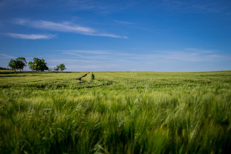 The wheat field 2