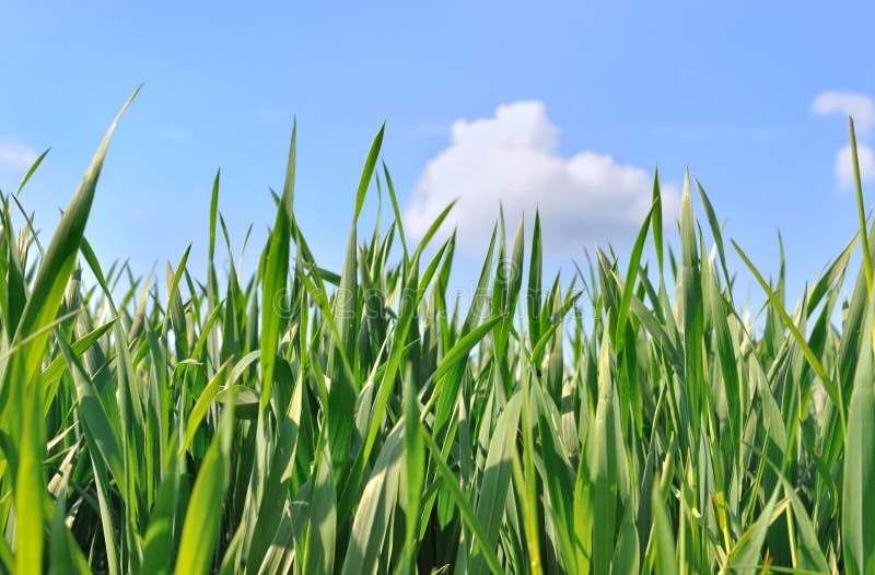 Wheat field