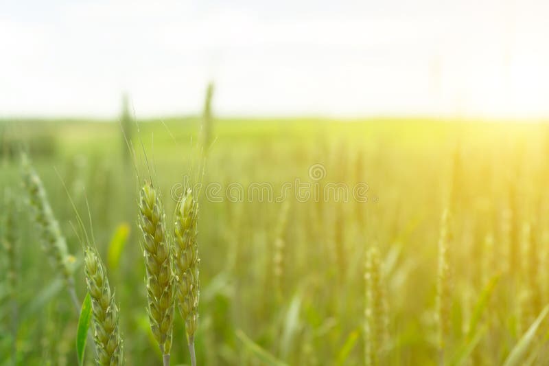 Wheat field. Green wheat. Agriculture.