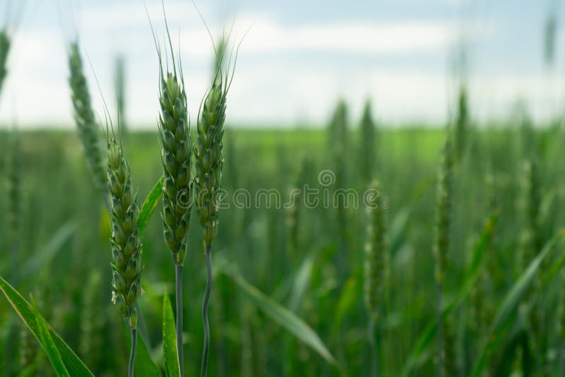 Wheat field. Green wheat. Agriculture.