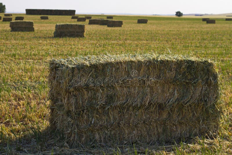 Wheat field, harvest.