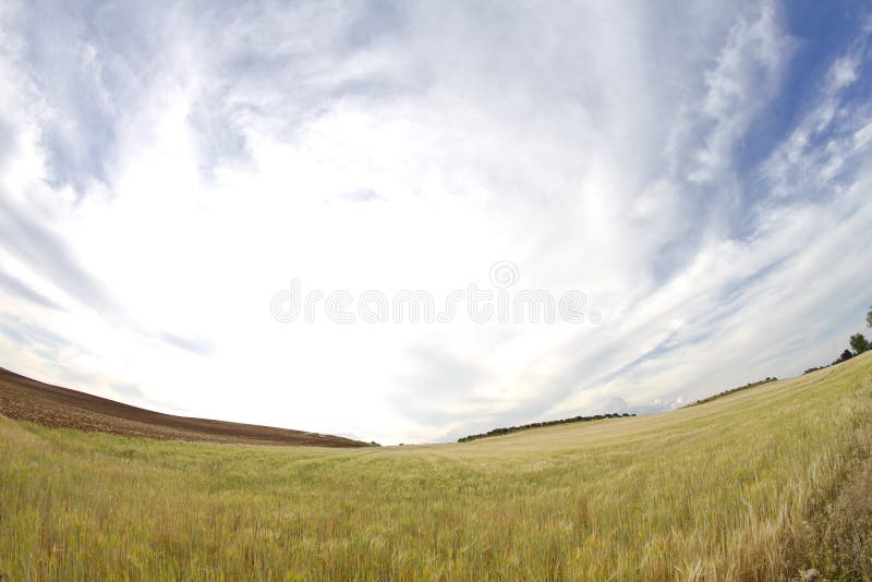 Wheat field, harvest