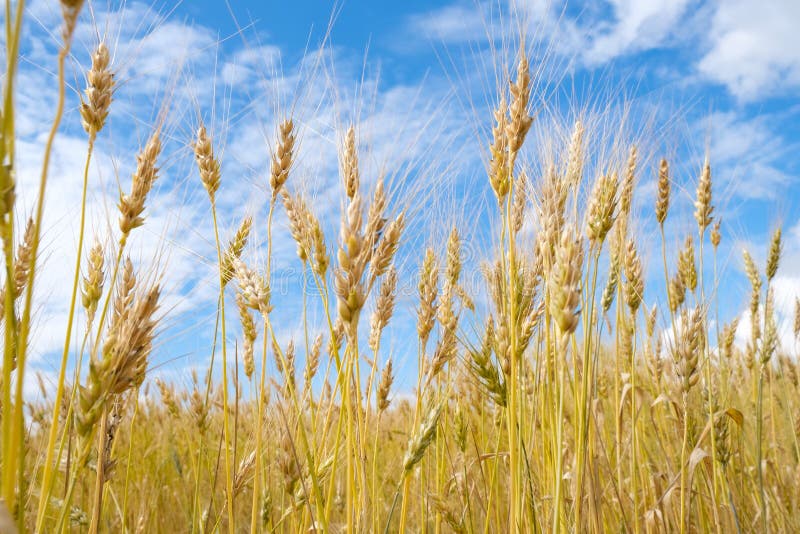 Wheat Field in Harvest Season with Blue Sky Background Stock Photo Image of farmland, cloud