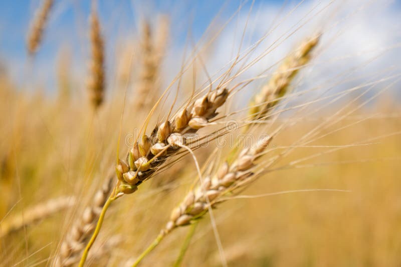Wheat Field in Harvest Season with Blue Sky Background Stock Photo Image of landscape, barley