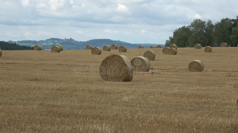 Wheat field after harvest with straw bales. Row of straw bales on the field. Agricultural landscape.