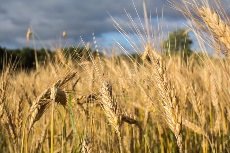 Wheat Field before Harvesting Stock Photo Image of bread, nature
