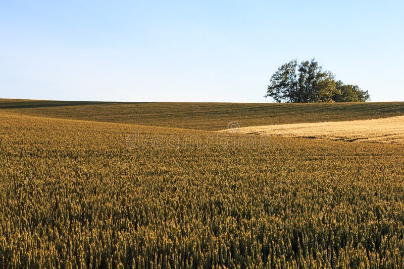 Wheat Field in Hokkaido, Japan Stock Photo Image of banner, beauty