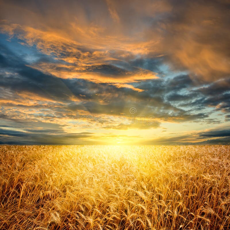 Wheat field horizontal stock photography Wheat field horizontal stock photography