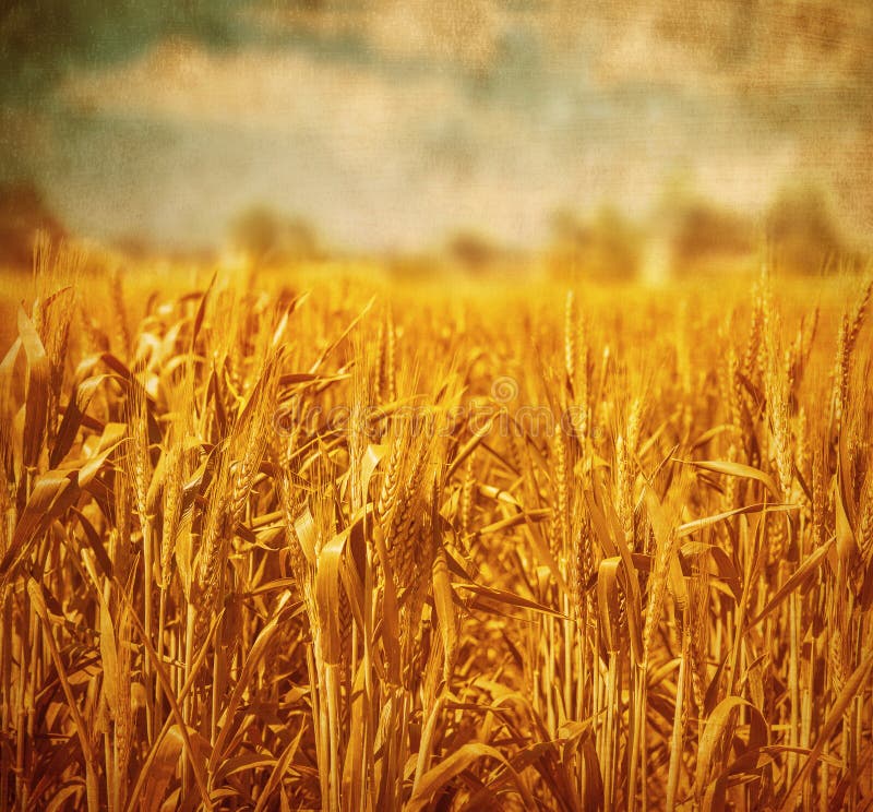 Wheat field landscape