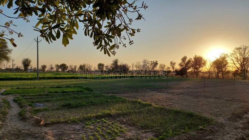 Wheat Field Landscape During Sunset Time Stock Photo Image Of Touch wheat-field-landscape-during-sunset-time-stock-photo-image-of-touch