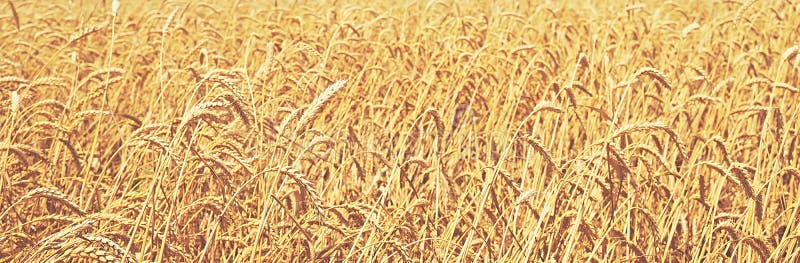 Wheat field. natural background