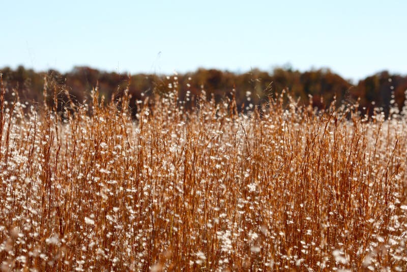 Wheat Field