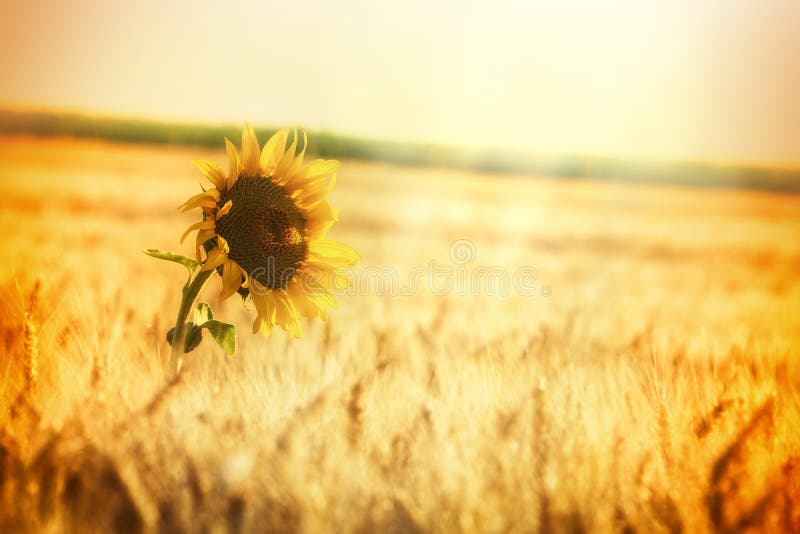 Wheat field and one sunflower