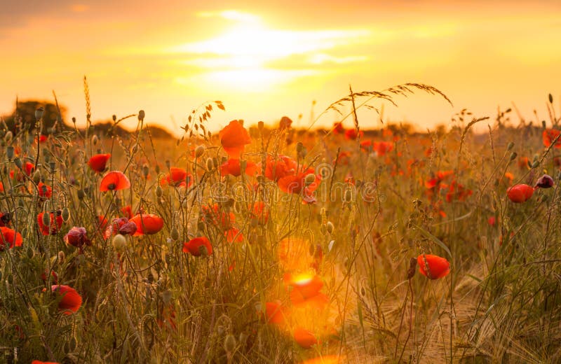 Field of poppies 1 stock image. Image of meadow, flavor, flavour - 27