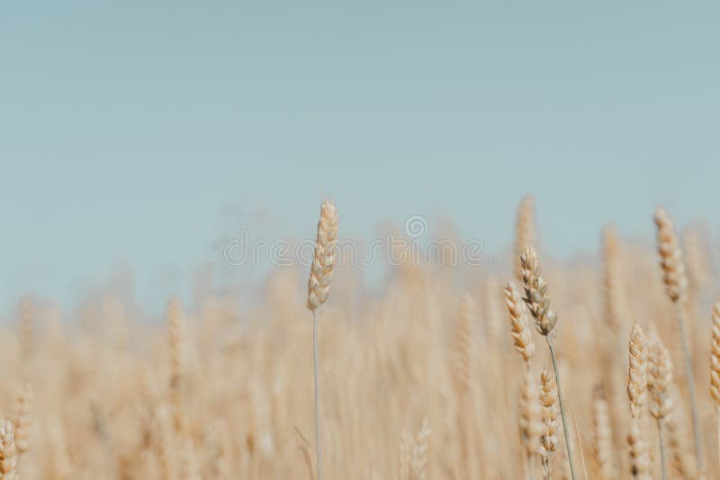 Wheat field with ripe harvest against light blue sky at sunset or sunrise.  Ears of golden wheat rye close crop. agriculture lands