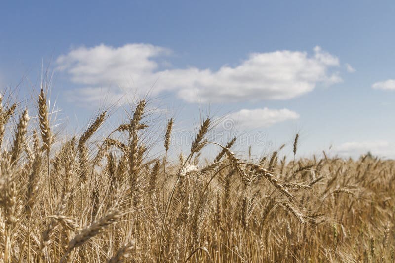 Wheat Field with Sky and Clouds from the Perspective Stock Image