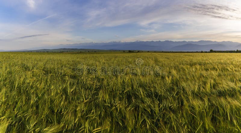 Wheat Field And Snow Capped Mountains Stock Photo Image Of Background