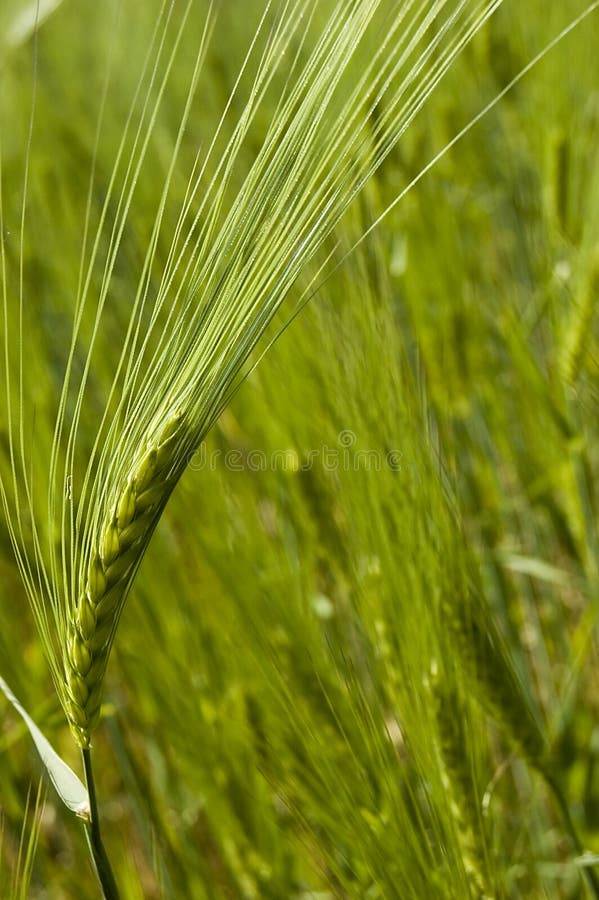 Green fresh wheat filed on spring. Green fresh wheat filed on spring