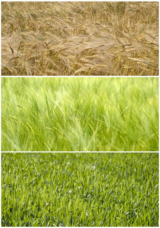 Composto una foto da grano grano visualizzato sviluppo primavera sul estate.