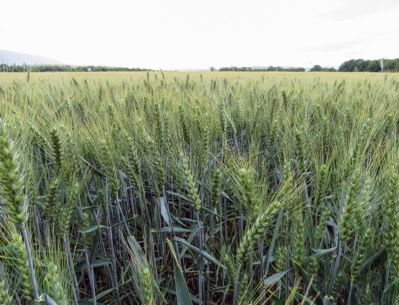 Wheat field in Slovakia