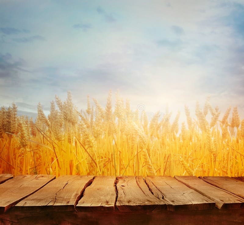 Wheat field in summer with table