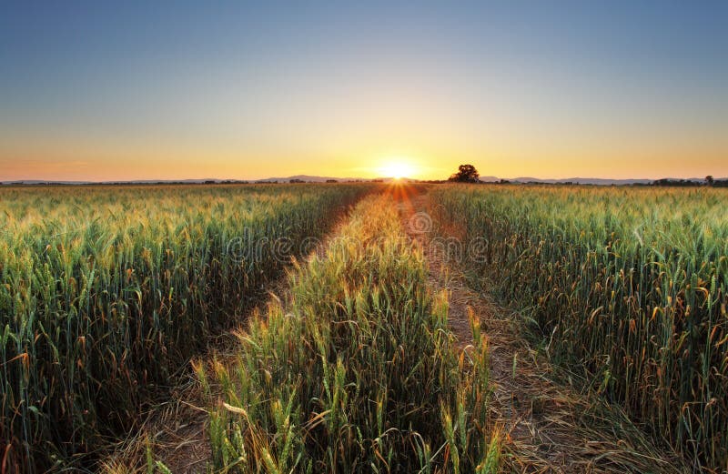 Wheat field with sun