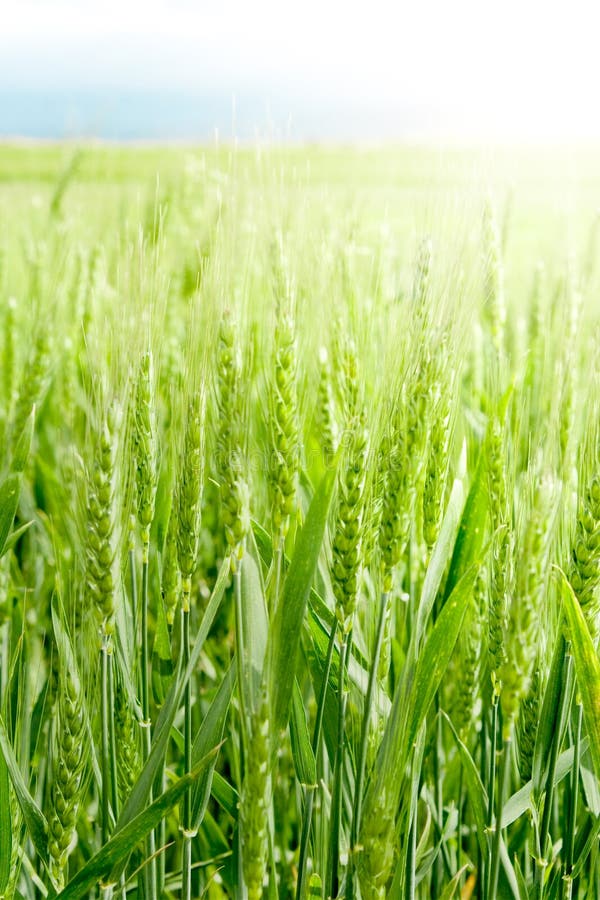 Wheat field at sun detail