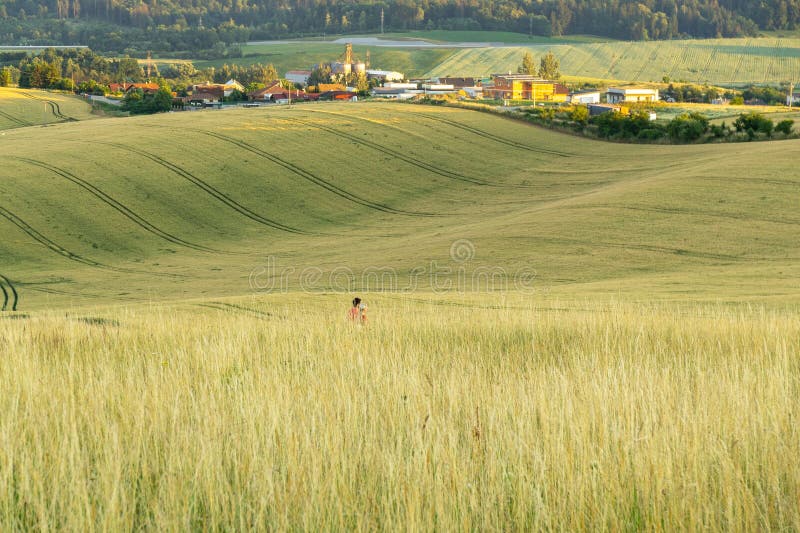 Wheat field during sunnrise or sunset with beautiful view to the mountains.