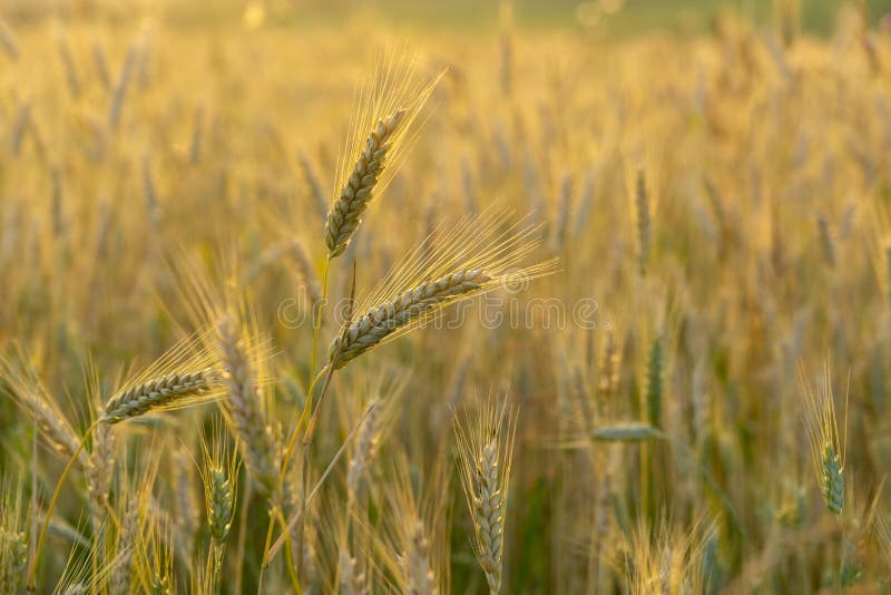 Pšeničné pole při východu nebo západu slunce.