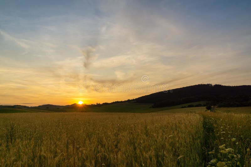 Pšeničné pole počas východu alebo západu slnka.