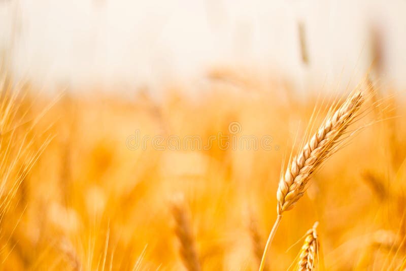 Level 10 Field of Wheat