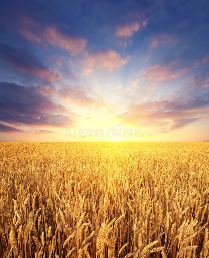 Maturazione campo di grano e l'alba, il cielo come sfondo.