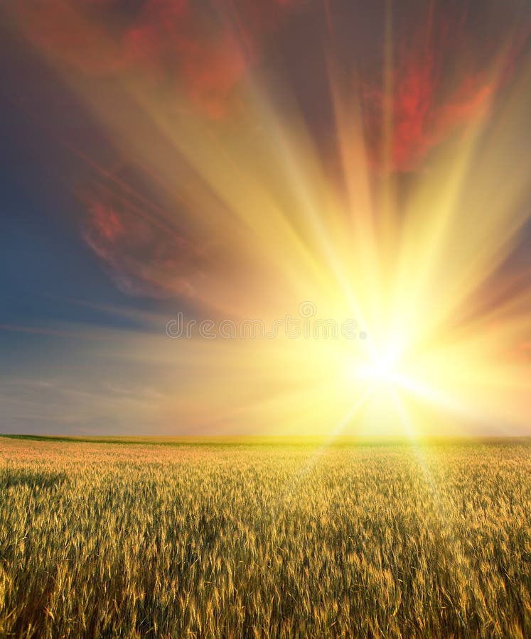 Pšeničné pole s západu slunce oblohou v pozadí.