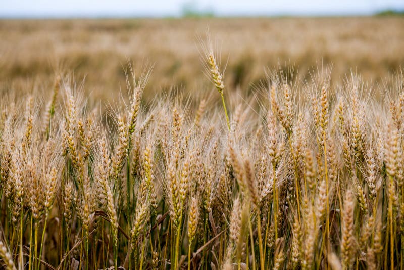 Wheat field at sunset