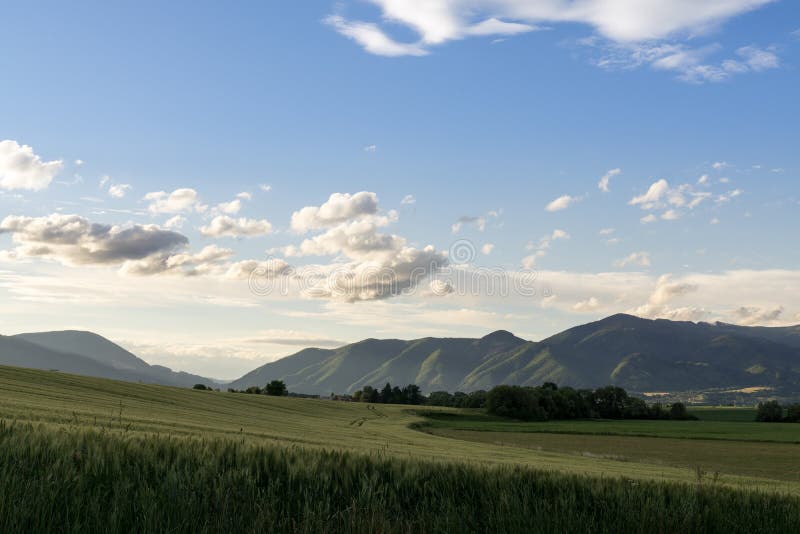 Wheat field during sunset. Slovakia