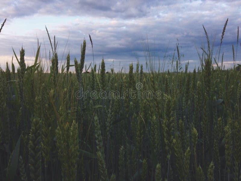 Wheat stock photo. Image of cloudy, ukraine, green, western 71081556