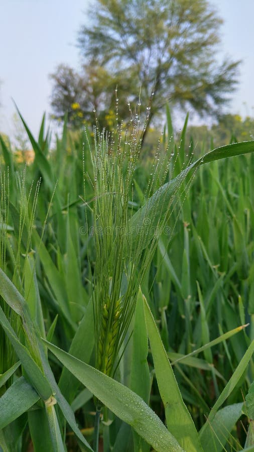 Wheat Field. Winter Crops in India Stock Photo Image of crops, field