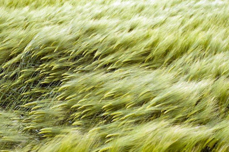 Wheat fields