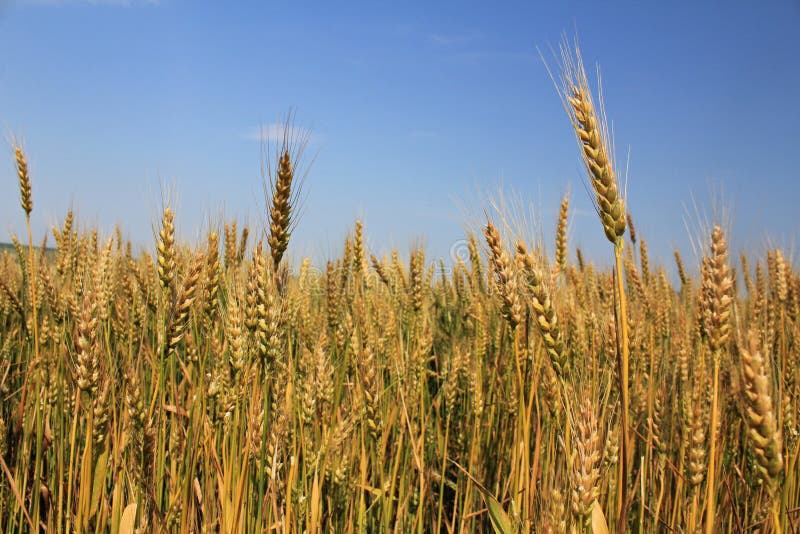 Wheat fields