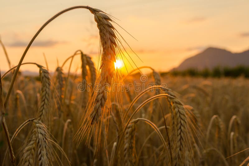 Wheat fields